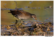 Spotted-Crake-2
